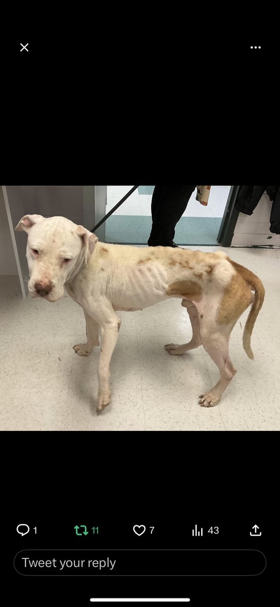 Look 👀 at 5 yr old King. A walking bag 💼 of bones 🦴 🦴. Practically STARVED to death, anemic, parasites 🦠 How much more NEGLECT does he have to endure? He’s at the #CorpusChristi #TX KILL shelter. Please #share #pledge for IMMEDIATE MEDICAL 🏥 RESCUE 🛟