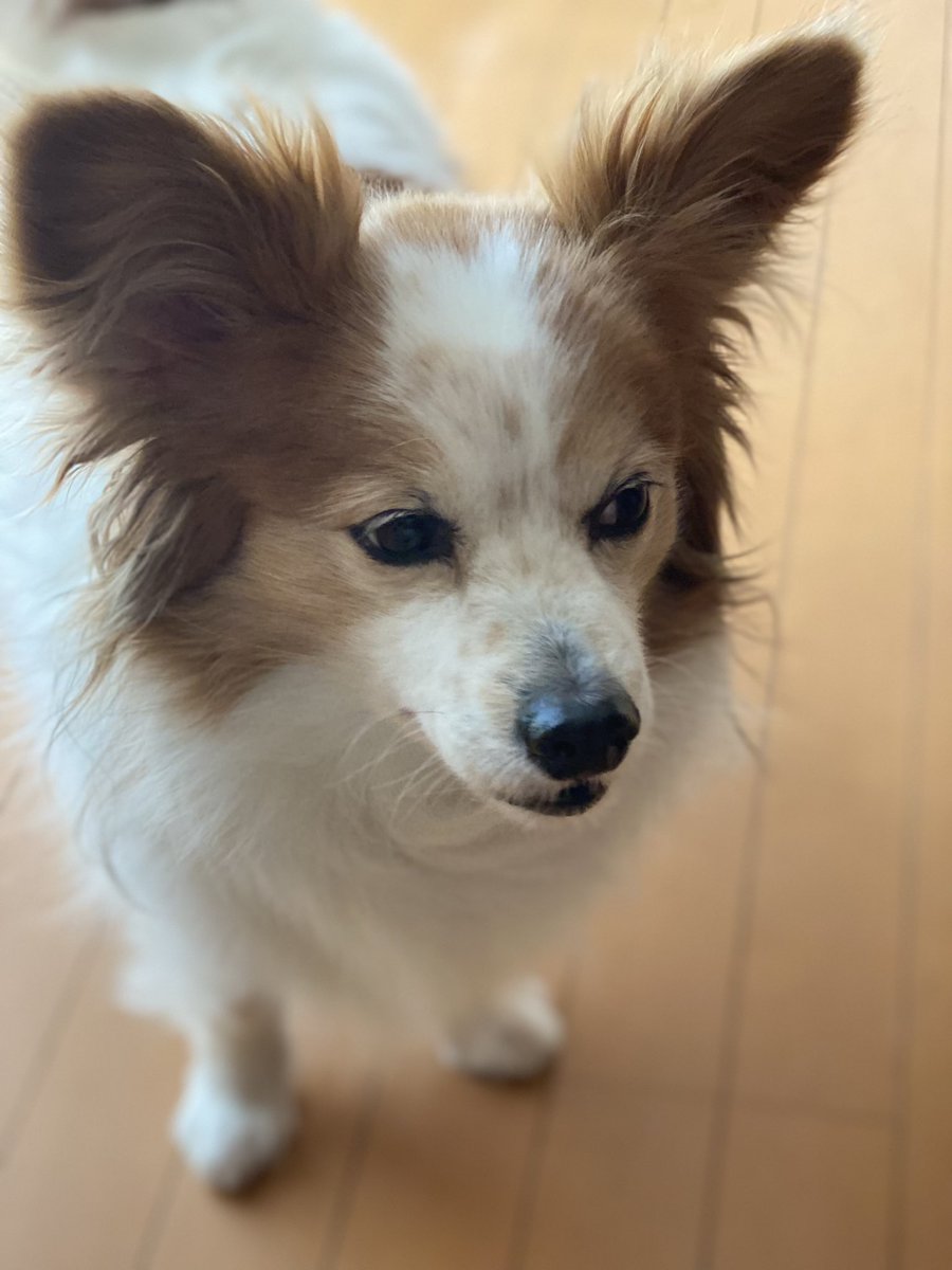 だいぶ回復しましたが、先週末から、嘔吐、下痢の症状が続いたジャックさん。動物病院に連れてったら、その日だけで5人（匹）目ですと。
この時期、草に除草剤が撒かれているので舐めてしまった模様…(T ^ T)
だいぶ、スリムになりました。。
皆さまもお気を付けください！

#パピヨン　#除草剤注意