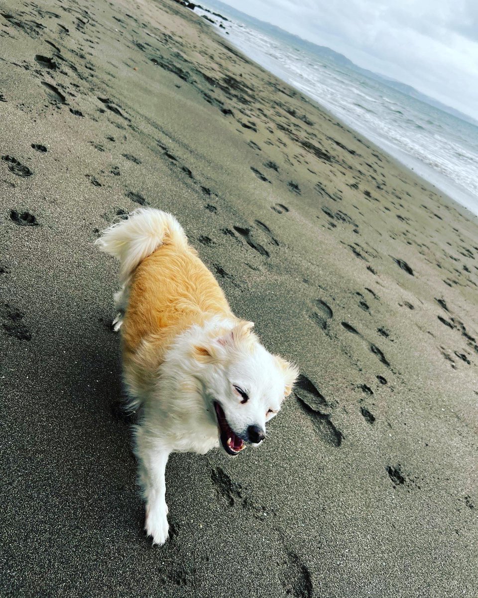 followspen's tweet photo. Happy boy🐶 #mylittleboy #alfie #beachhound https://t.co/cNLKRSxCWX