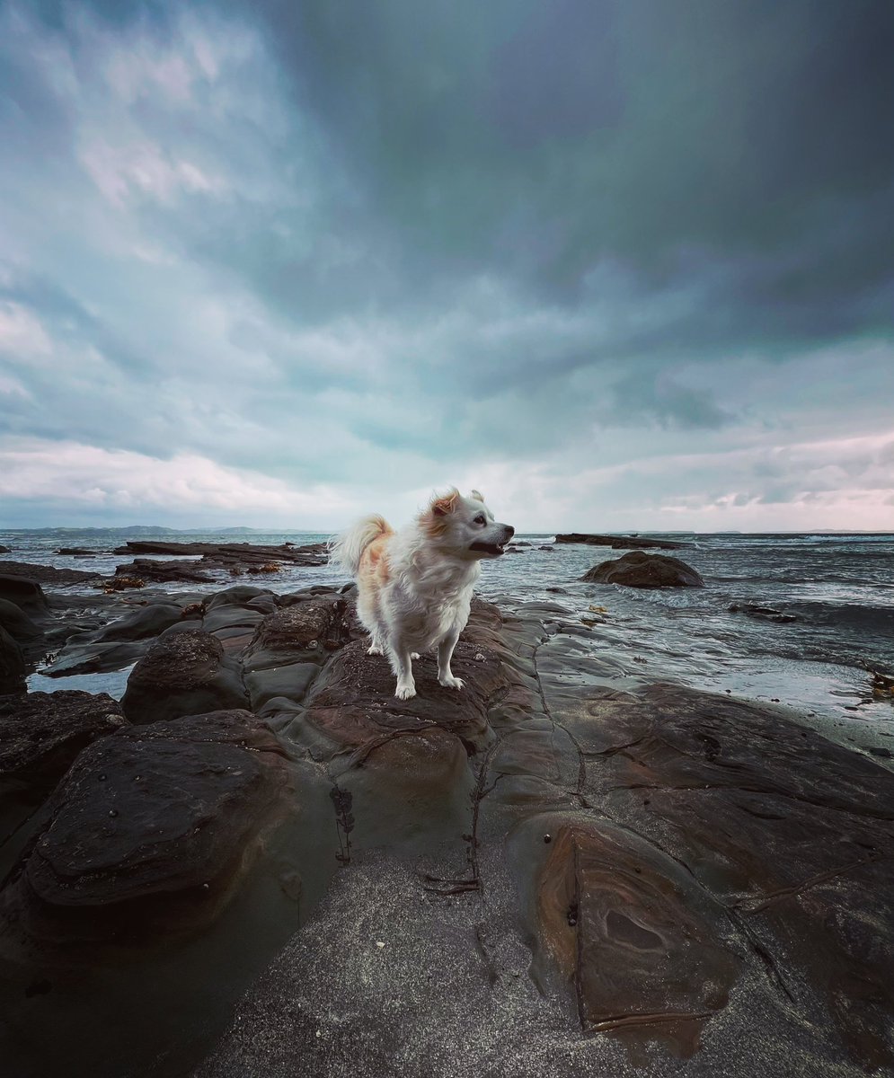 followspen's tweet photo. Happy boy🐶 #mylittleboy #alfie #beachhound https://t.co/cNLKRSxCWX