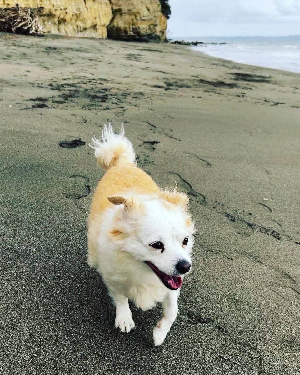 followspen's tweet photo. Happy boy🐶 #mylittleboy #alfie #beachhound https://t.co/cNLKRSxCWX