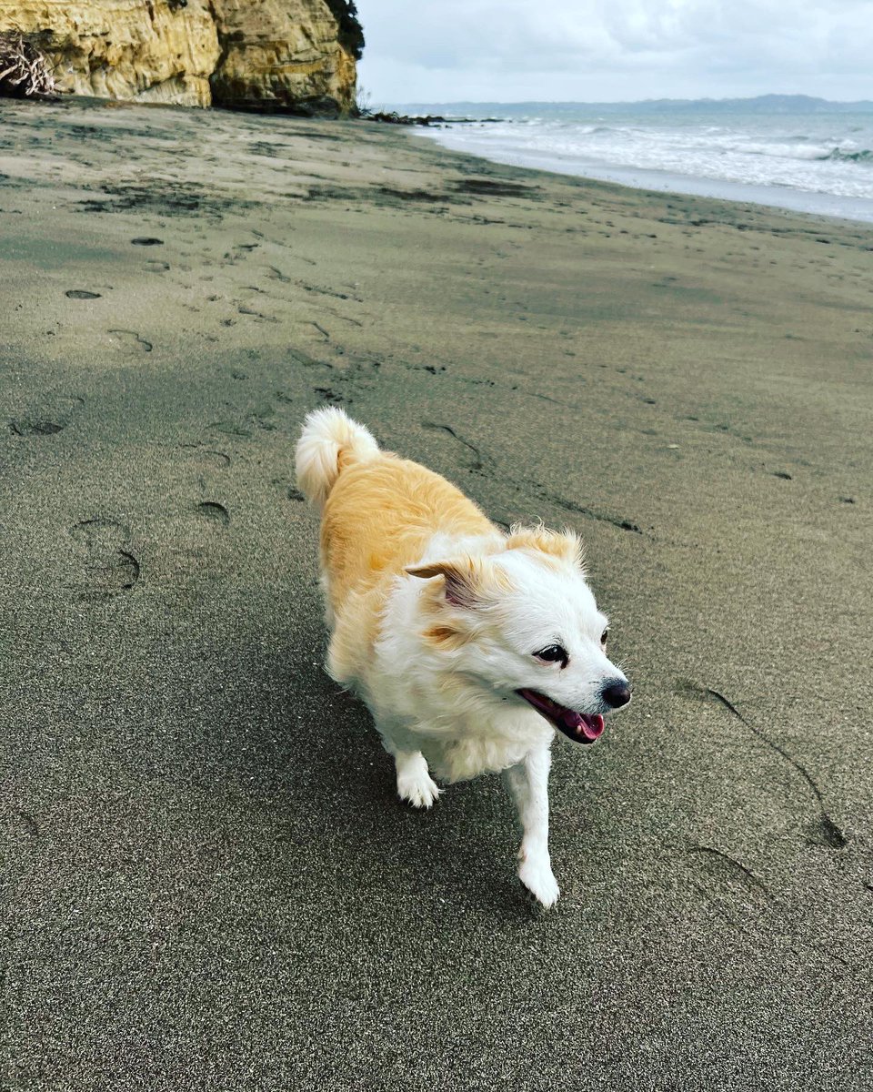 followspen's tweet photo. Happy boy🐶 #mylittleboy #alfie #beachhound https://t.co/cNLKRSxCWX