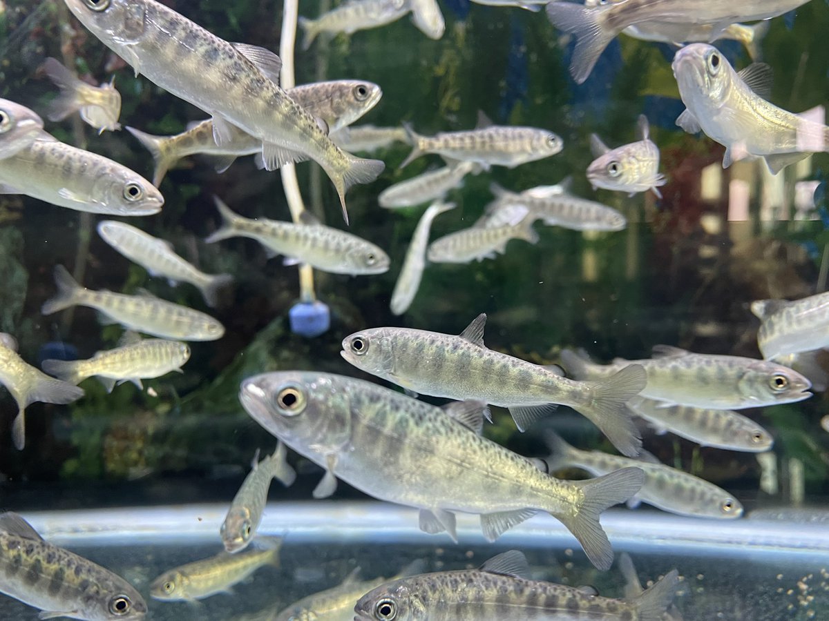 ThePepper24's tweet photo. Another successful year of raising and releasing Chinook salmon because of the work that Michigan Center Environmental Science students put in. 102 fish went into the Cedar River today.  #MichiganDNR https://t.co/1dvkauR36h