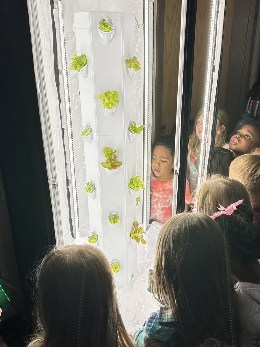 StemDayWithGray (@stemdaywithgray) on Twitter photo Our K Ss at <a href="/AbneyElementary/">Abney Elementary</a> were so excited to see how much our plants grew in 2 weeks! #STEMeducation #STEM #PauldingSTEM #aeroponics <a href="/AerospringG/">Aerospring Gardens</a> Our K Ss at <a href="/AbneyElementary/">Abney Elementary</a> were so excited to see how much our plants grew in 2 weeks! #STEMeducation #STEM #PauldingSTEM #aeroponics <a href="/AerospringG/">Aerospring Gardens</a>