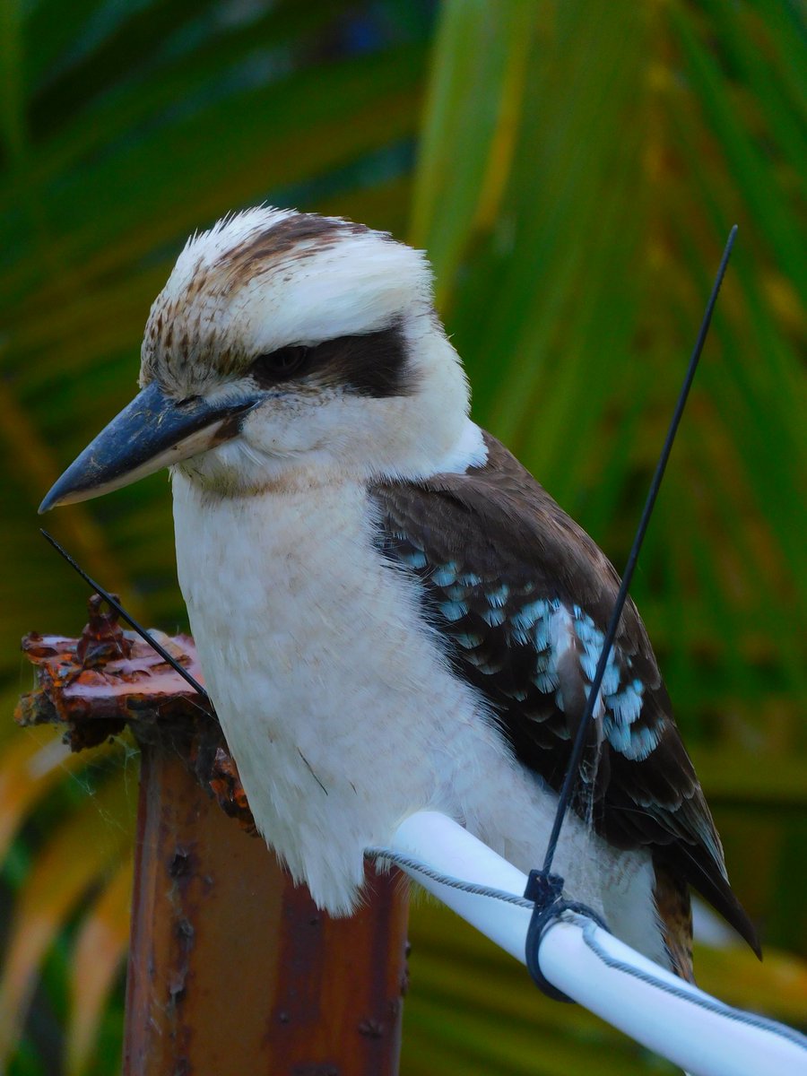 SophiosRae's tweet photo. Wild birds truly are the most curious of characters especially when a camera is around https://t.co/jF8GDZfRqX