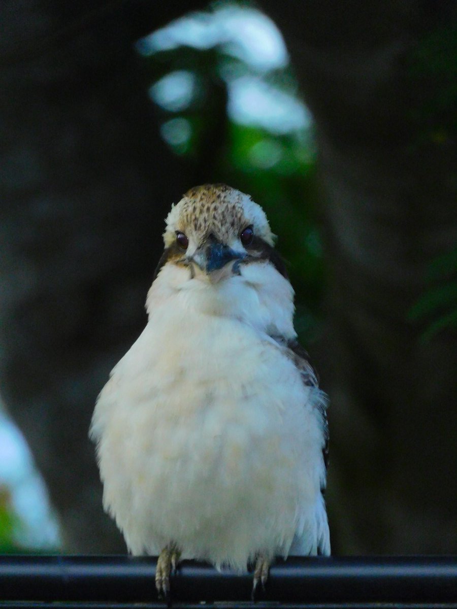 SophiosRae's tweet photo. Wild birds truly are the most curious of characters especially when a camera is around https://t.co/jF8GDZfRqX