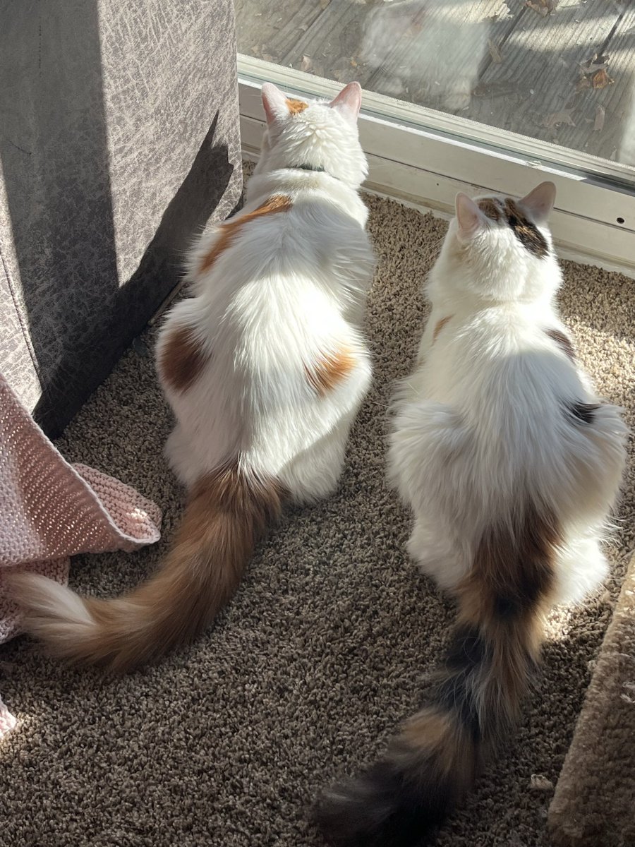 ToebeanBrigade's tweet photo. 💚🩷 𝓗𝓪𝓹𝓹𝔂 𝓑𝓲𝓻𝓽𝓱𝓭𝓪𝔂 𝓛𝓸𝓴𝓲 𝓪𝓷𝓭 𝓕𝓻𝓮𝔂𝓳𝓪 🩷💚

🐾 The nuggets are turning 3 years old today! I couldn’t be happier to have these precious babies in my life, they’re the best bathroom escorts and singers ever 🐾

#cat #petbirthday #CatsOfTwitter #CatsOnTwitter https://t.co/gO4DRsISDg