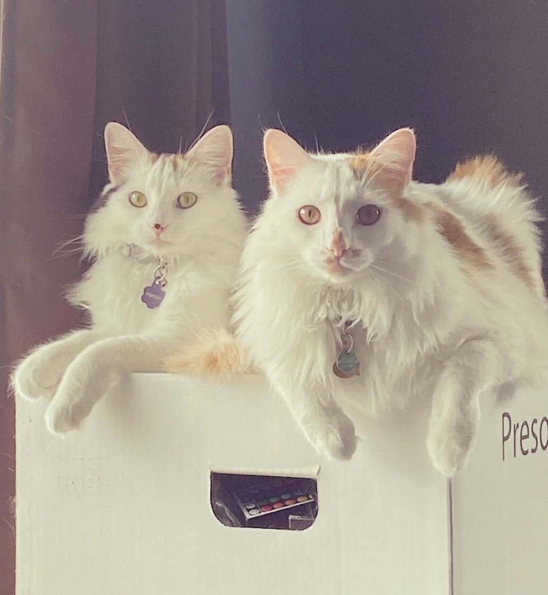 ToebeanBrigade's tweet photo. 💚🩷 𝓗𝓪𝓹𝓹𝔂 𝓑𝓲𝓻𝓽𝓱𝓭𝓪𝔂 𝓛𝓸𝓴𝓲 𝓪𝓷𝓭 𝓕𝓻𝓮𝔂𝓳𝓪 🩷💚

🐾 The nuggets are turning 3 years old today! I couldn’t be happier to have these precious babies in my life, they’re the best bathroom escorts and singers ever 🐾

#cat #petbirthday #CatsOfTwitter #CatsOnTwitter https://t.co/gO4DRsISDg