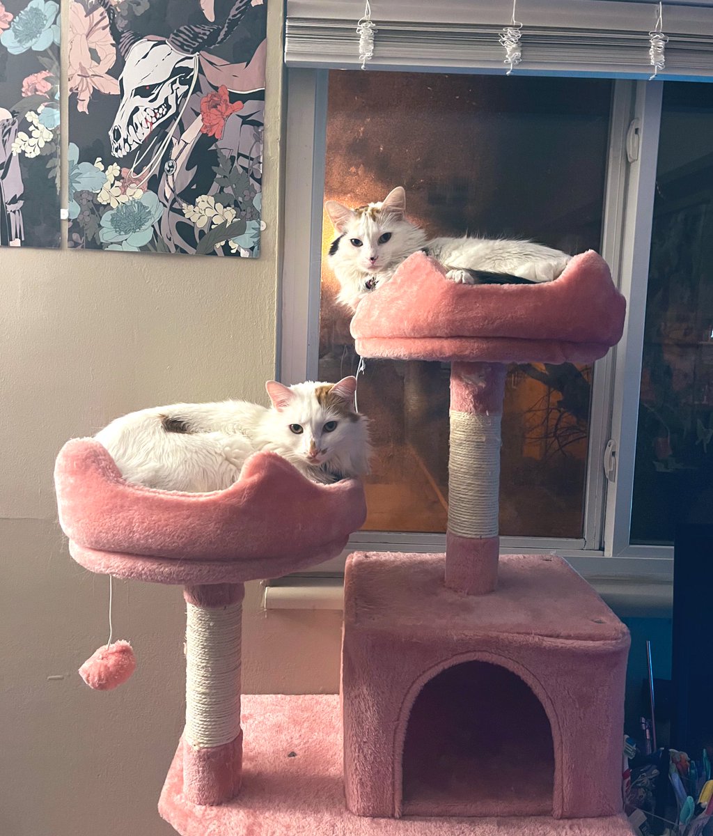 ToebeanBrigade's tweet photo. 💚🩷 𝓗𝓪𝓹𝓹𝔂 𝓑𝓲𝓻𝓽𝓱𝓭𝓪𝔂 𝓛𝓸𝓴𝓲 𝓪𝓷𝓭 𝓕𝓻𝓮𝔂𝓳𝓪 🩷💚

🐾 The nuggets are turning 3 years old today! I couldn’t be happier to have these precious babies in my life, they’re the best bathroom escorts and singers ever 🐾

#cat #petbirthday #CatsOfTwitter #CatsOnTwitter https://t.co/gO4DRsISDg