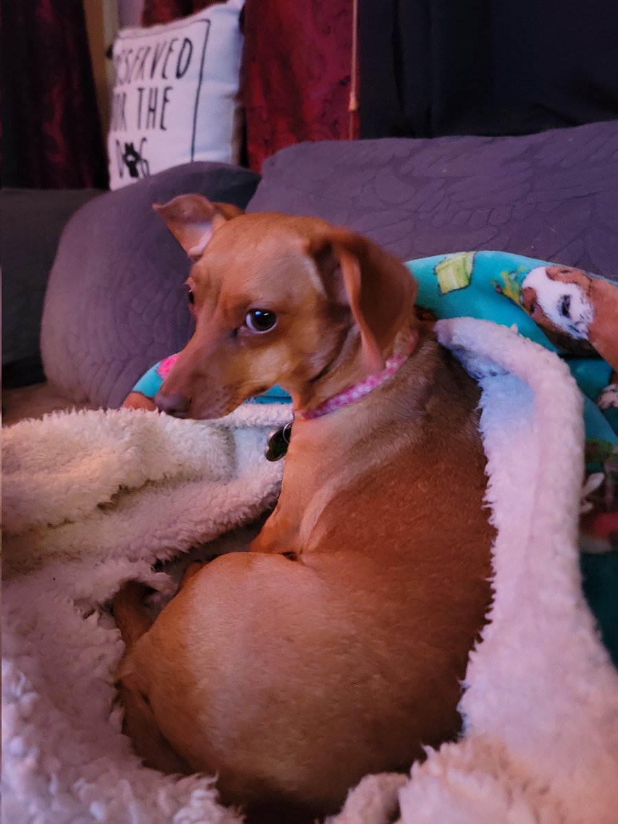 evildeadchick71's tweet photo. @kinky_horror  My Darcy ready to watch her namesake on the Last Drive-in https://t.co/L2nnli8c2G