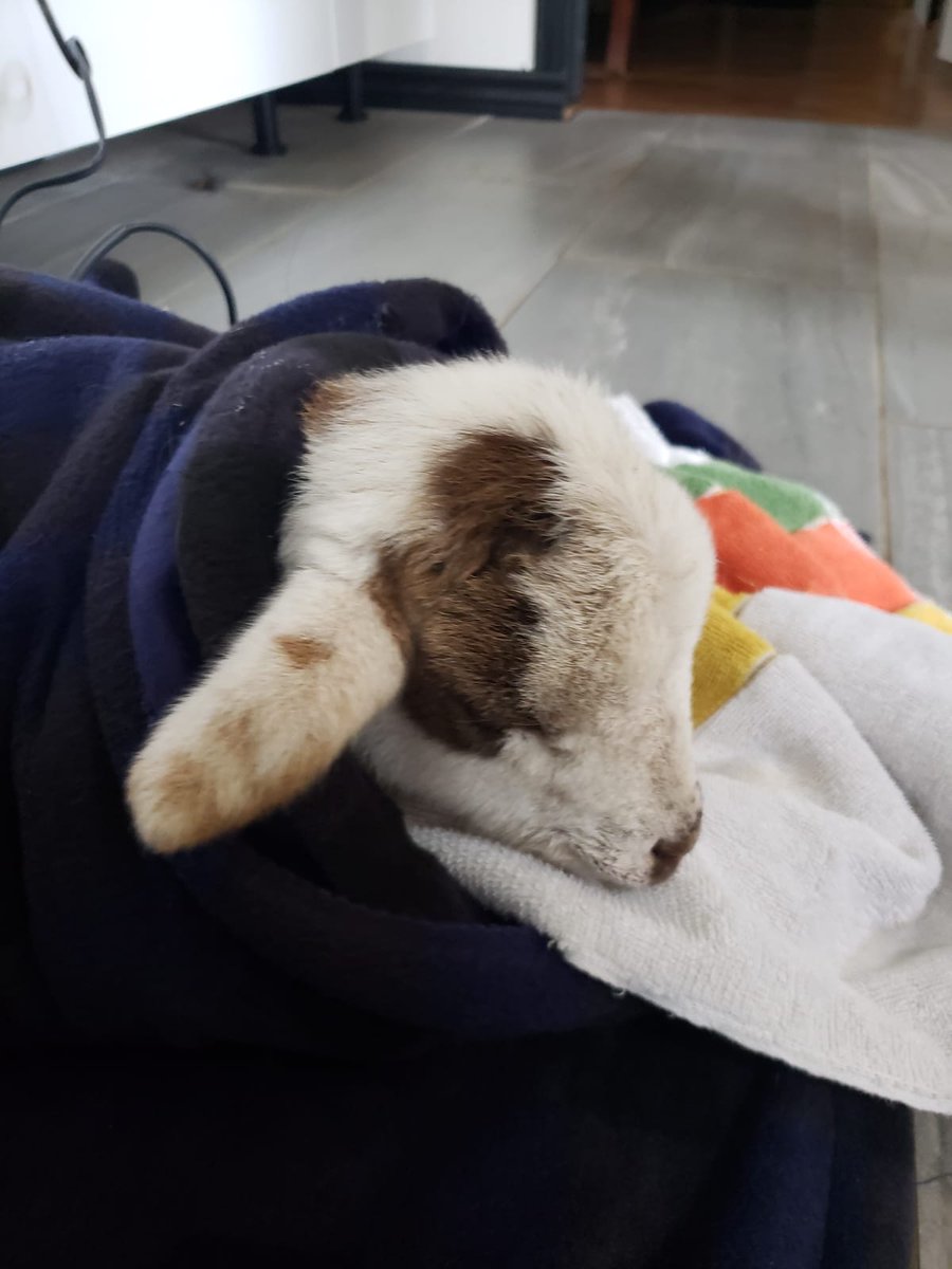 KeithKirkham4's tweet photo. So we started with a little frozen lamb that momma gave up on. So we did what we had to and him today https://t.co/DN1b3DBRzT