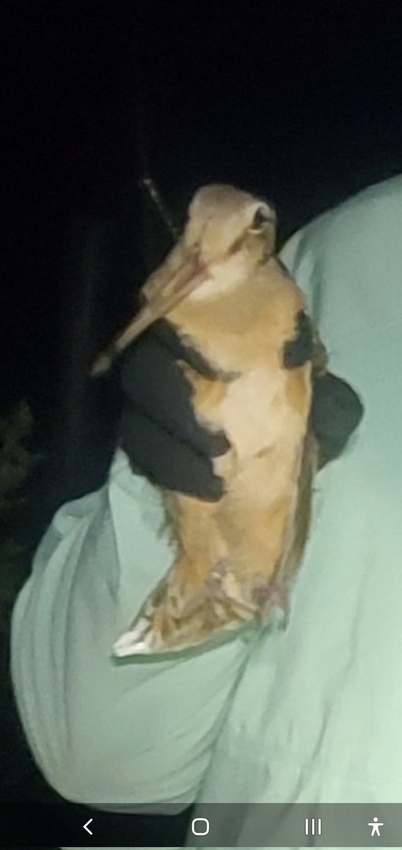 CKolbmann's tweet photo. @evornithology Now I can't stop noticing it! (HYM I caught 2 days ago) https://t.co/BmdtBlgWAn