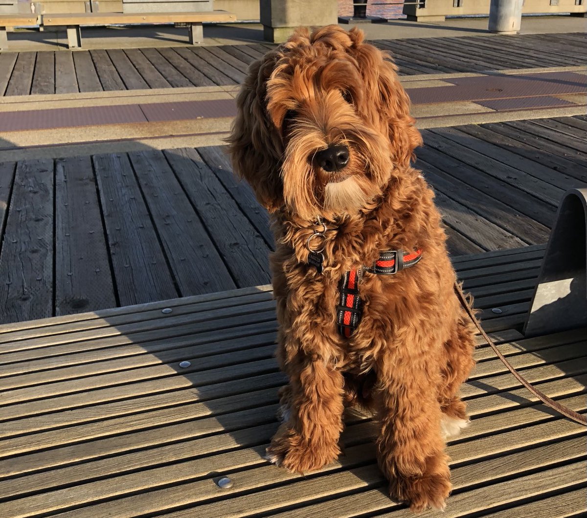 Top100golfquest's tweet image. Happy Friday to all the #dogsofturf