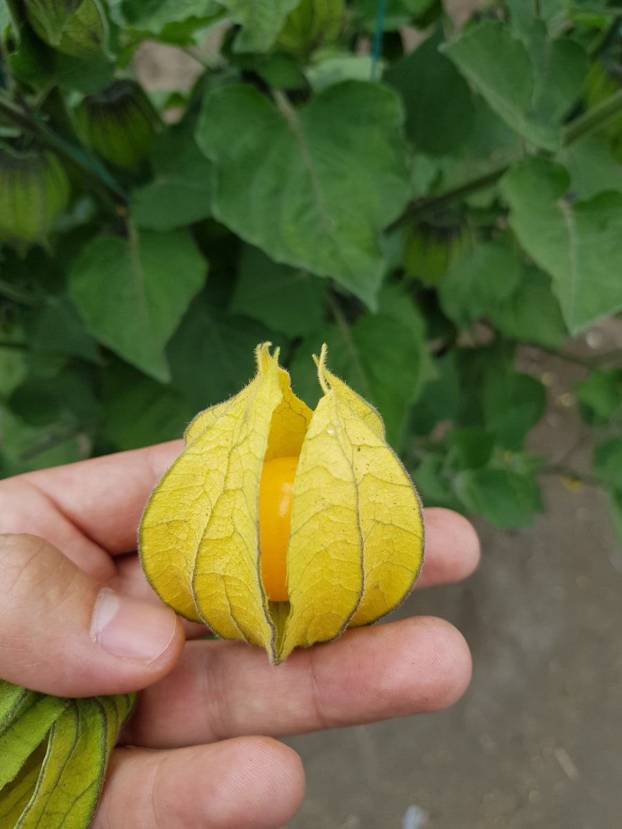 GOLDEN_ECU's tweet image. #goldenberries, excelente fuente de carótenos y vitamina A, además de tener una alta capacidad #antioxidante, #eatgoldenberries #berries #golden. Ecuador tiene la mejor calidad del mundo.