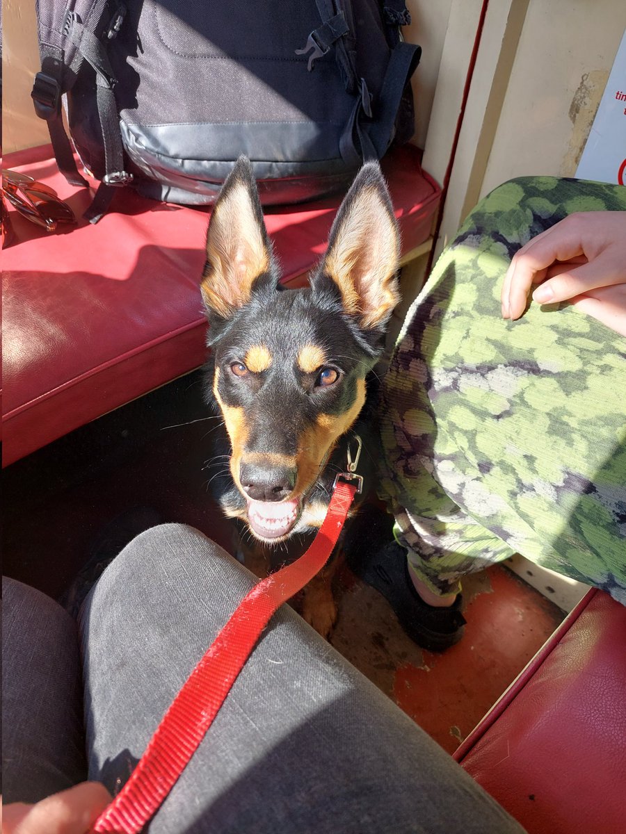 Only da best pooches has pointy ears by 5 munfs #dogsoftwitter #australiankelpie #kelpieears #dogsontrains