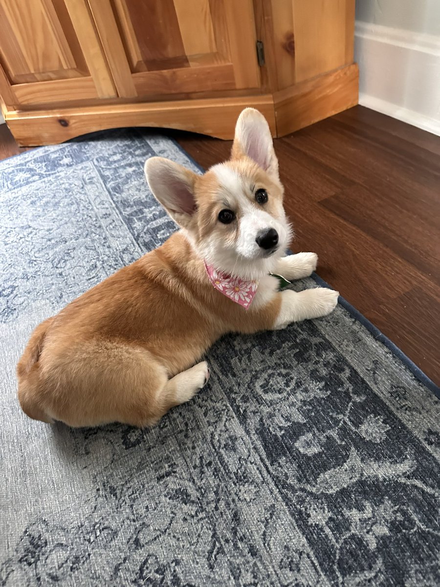 KyleeKupkake's tweet photo. Baby’s first grooming 🥹 https://t.co/vensfZWYMX