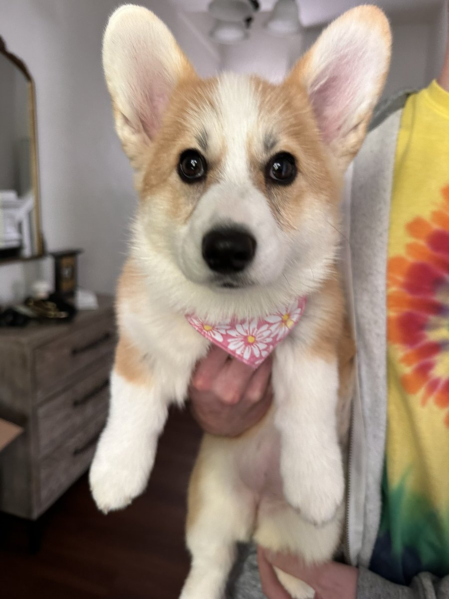 KyleeKupkake's tweet photo. Baby’s first grooming 🥹 https://t.co/vensfZWYMX