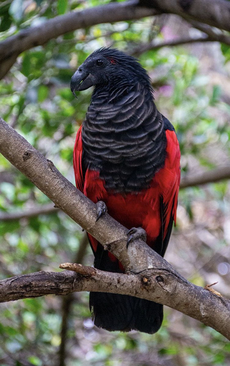 Meet the Dracula Parrot: The Most Gothic Bird on Earth.