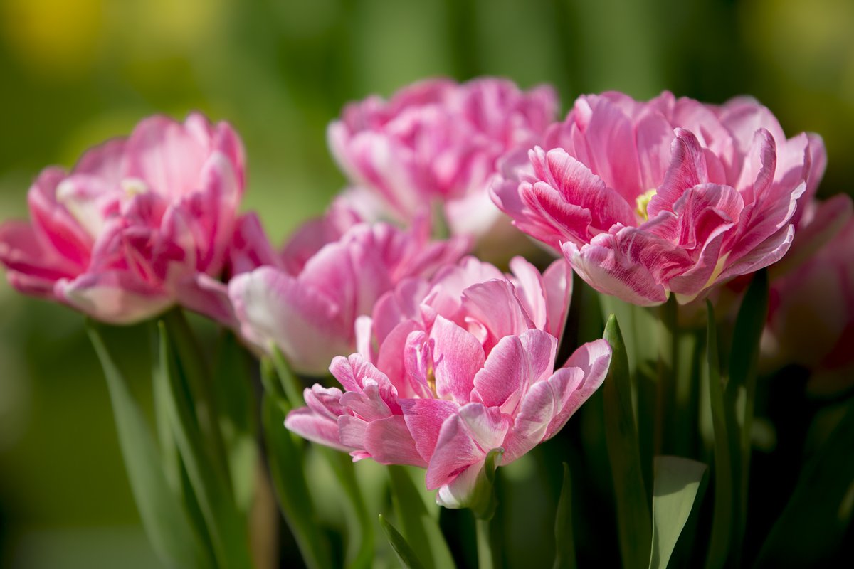 Wishing you a wonderful long weekend!   💗💗  
Happy Friday evening! 
#ThePhotoHour #GardeningTwitter #gardenideas #tulips #flowersmakemehappy