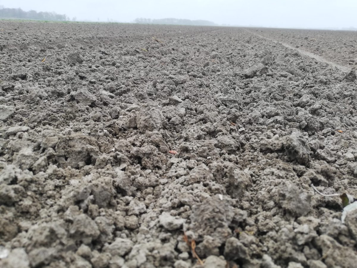 Vandaag meerdere zaaiuien percelen geëgd ivm korstvorming. Een eg is daar beter geschikt voor dan rollen is onze ervaring. Met een 6 m eg kan gewoon 4.5 m geëgd worden door de buitenste tanden omhoog te zetten. #zeelandtrac #kruseoostmarsum <a href="/Uinovatie/">UIKC</a>