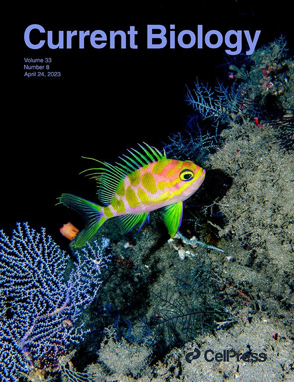 Our latest (f)issue is out, sporting Odontanthias borbonius, a dweller the mesophotic zone.
 cell.com/current-biolog…