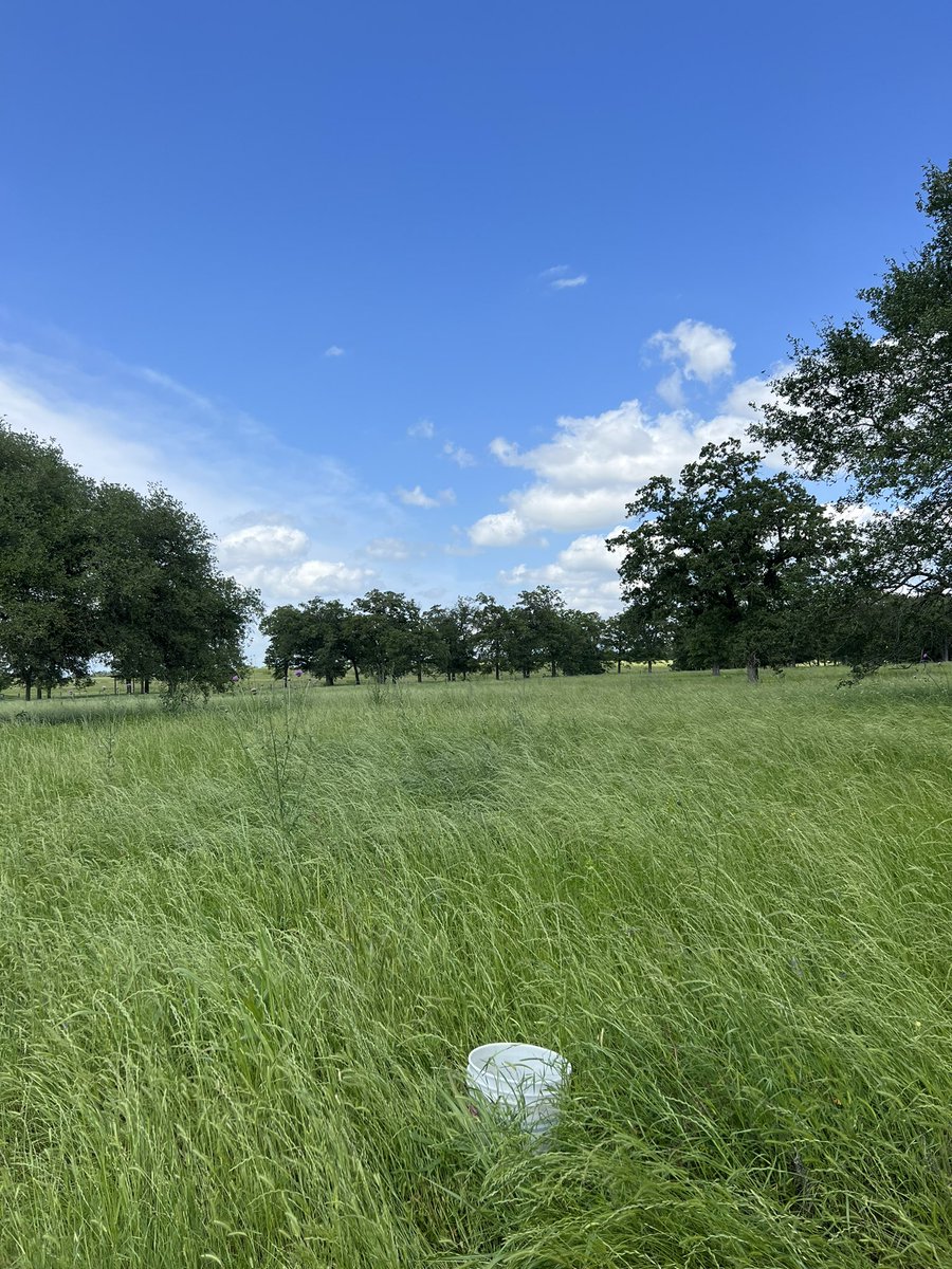 Before and after. Clearly cows are not the problem, it’s how we manage them that is.

Holistic grazing > unmanaged pasture