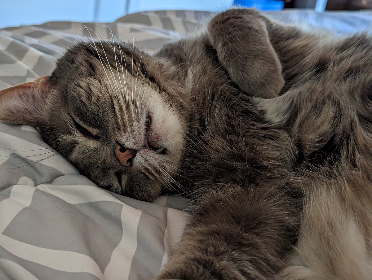 milan616's tweet photo. @madebygoogle my cats https://t.co/1wKFGBQxk5