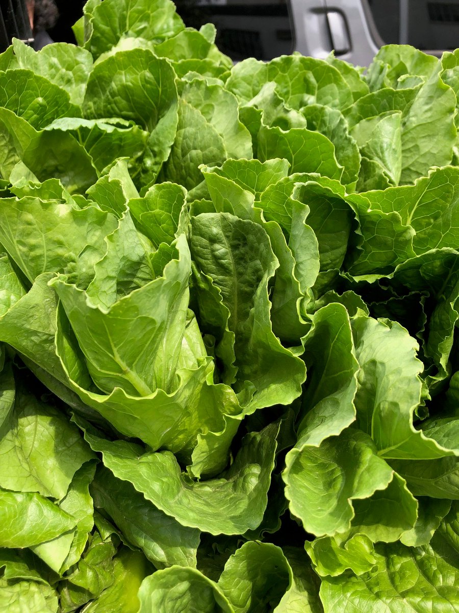 Be sure to include on your weekend Co-op grocery list these LOCALLY grown- strawberries, lettuce, red tip, romaine, and cilantro. Sooo fresh, flavorful, and tasty!