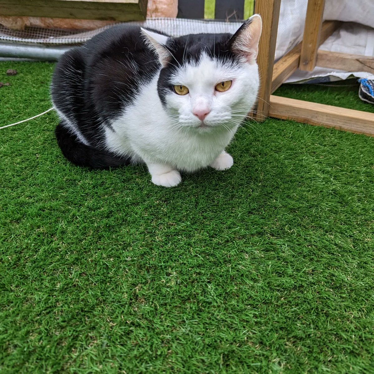 smbslt's tweet photo. Home with #littlepaws she is having a nosey so try at least a #page or two #read #bookmark #tripfiction as we are in #Dublin #Ireland #booklocation #currentread #book #hardback #TheWomanOnTheBridge #author #SheilaOFlanagan #blogtour #randomthingstour #newrelease xxx #readingbuddy https://t.co/yr8gbJmObL