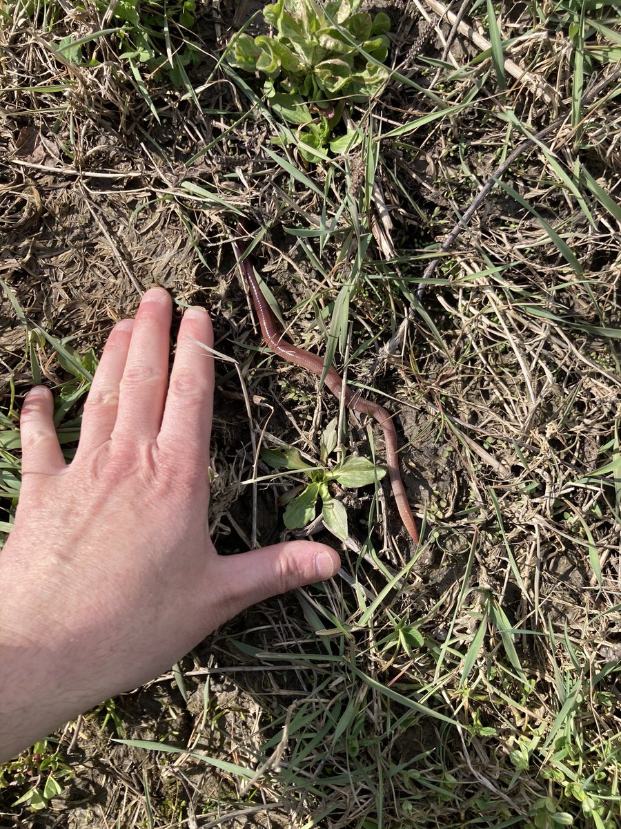 Met a nice employee in the field. #sometimesizedomatter #ca #covercrop #conservationag #notill #karbonagro #soilhealth