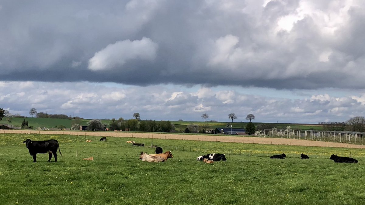 MichielBilstra's tweet photo. Lente in de wei. Ook in @magnifiekZL #Gulpen #Wittem #Reijmerstok #Eperheide https://t.co/TpNlitTvBT