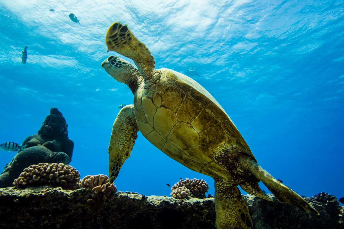 dive_aaron's tweet photo. Happy Aloha Friday! 🐢🌞💚🌴🤙
#FridayFeeling #AlohaFriday #aloha #FridayVibes #Hawaii #scuba https://t.co/aPlkYhgXwQ