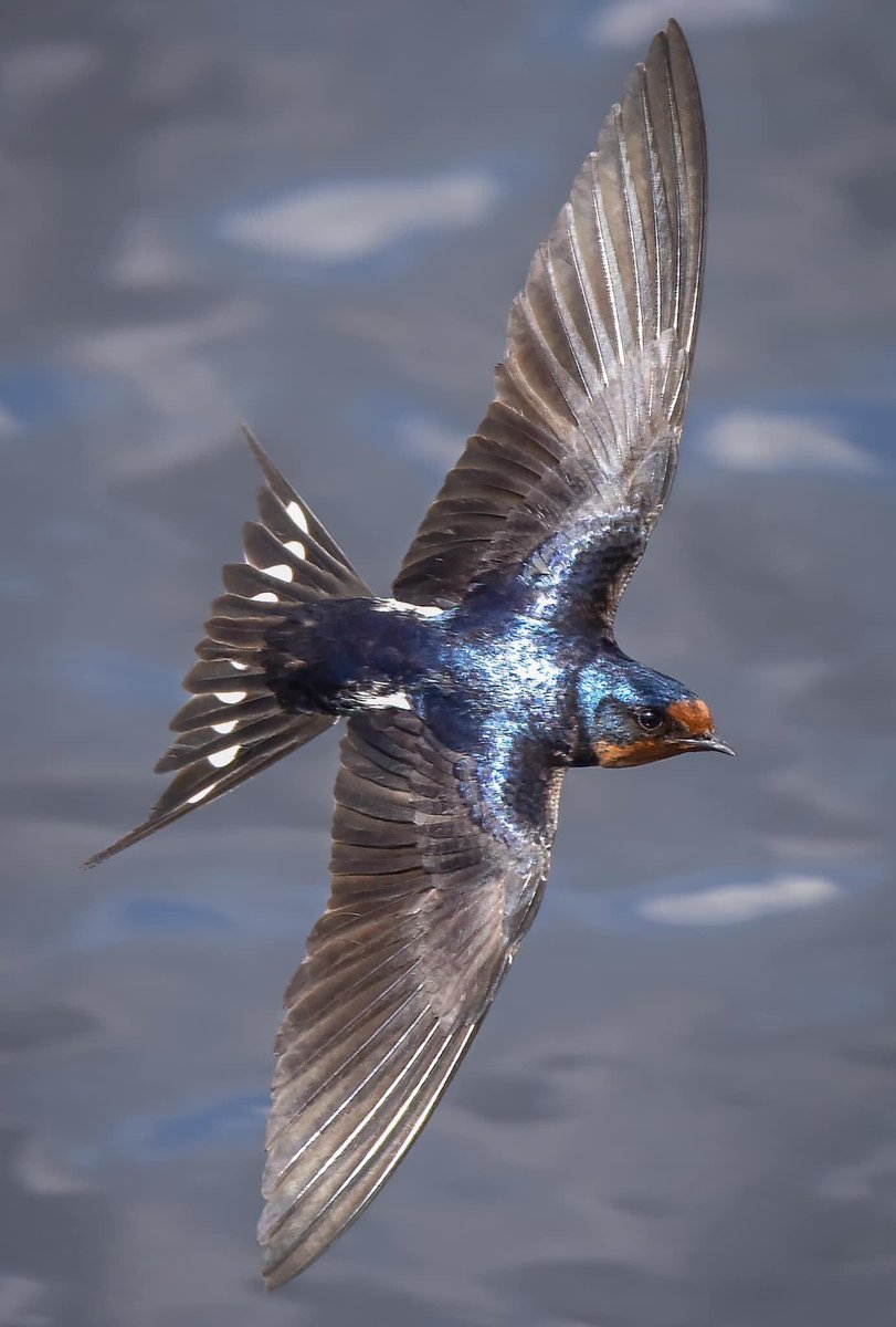 THE BARN SWALLOWS HAVE RETURNED!!!!

These amazing avians journey thousands of miles traveling back and forth from their wintering grounds to their summer residents. Hope y’all don’t tire of these 😂😂😂

#TwitterNatureCommunity #birdphotography #BirdsOfTwitter #BirdTwitter