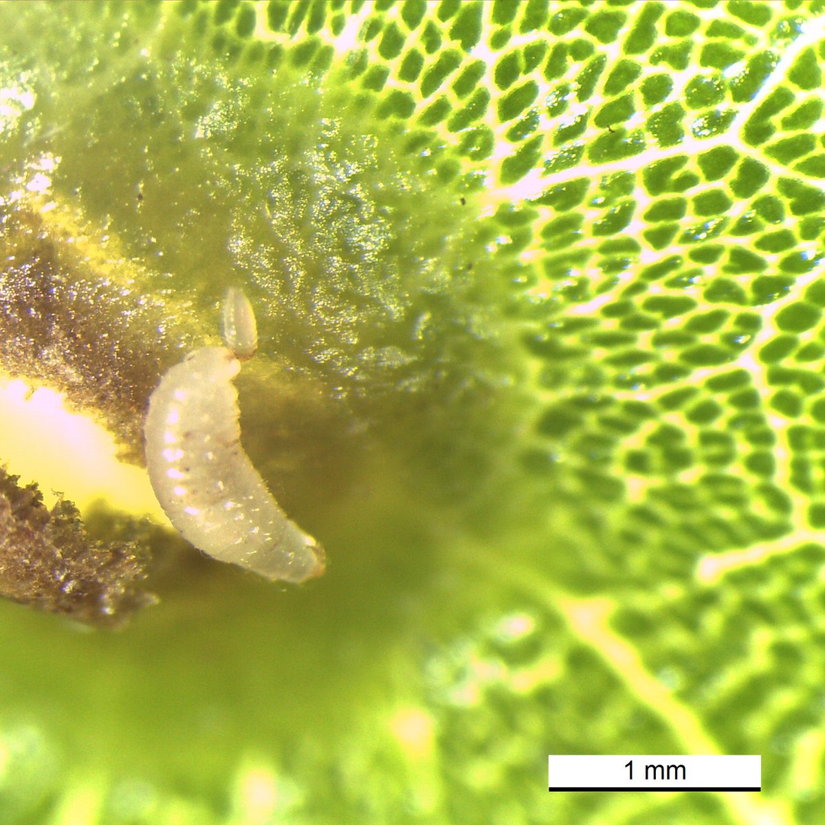 pedrobrandfp's tweet photo. This unsuspecting gall wasp larvae I dissected from its home had a small external parasitoid attached to its rear.
It was going to die a gruesome death, but instead got preserved in ethanol to contribute to science.
Lucky or unlucky?
#natureismetal #parasitoid #gallwasp https://t.co/Iy33CGldRd