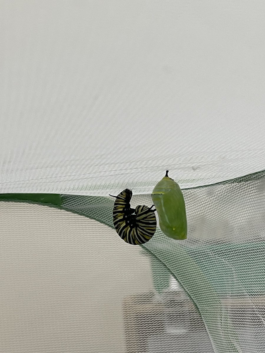 TorresTeaches's tweet photo. @LISDElemScience So excited to see our monarch caterpillars make it to this stage!!! https://t.co/LLHtzmiBxH