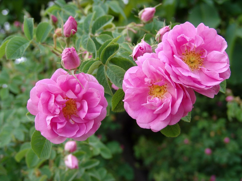 Gentle pink roses in the garden!! #shoutyhalfhour #gardenersworld
#RoseWednesday