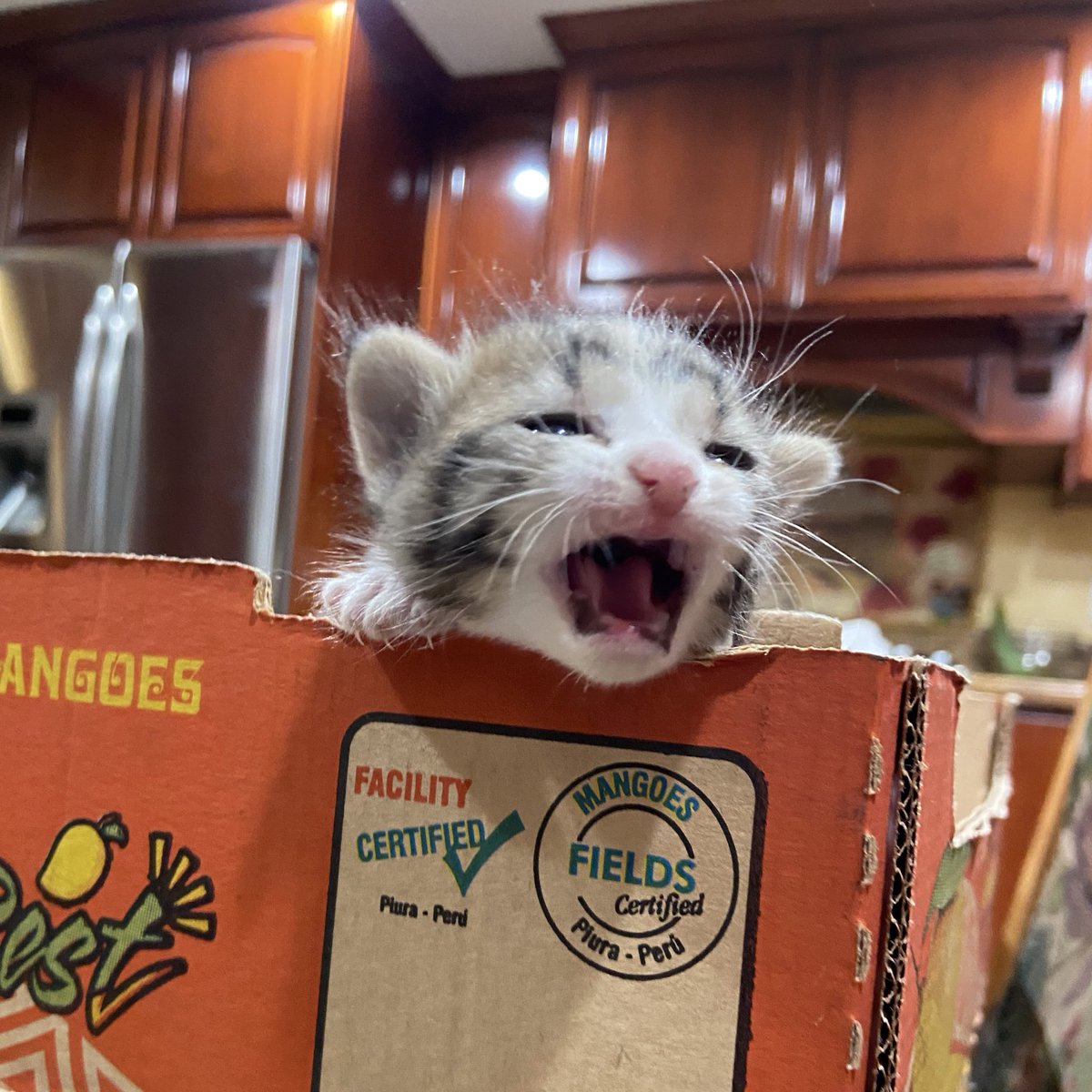 iadoryu's tweet photo. attic kitten spam bc twitter loves her https://t.co/5kY0z9SX2U
