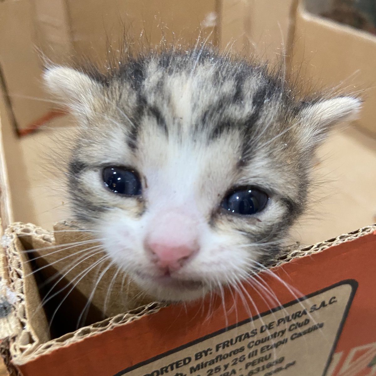 iadoryu's tweet photo. attic kitten spam bc twitter loves her https://t.co/5kY0z9SX2U