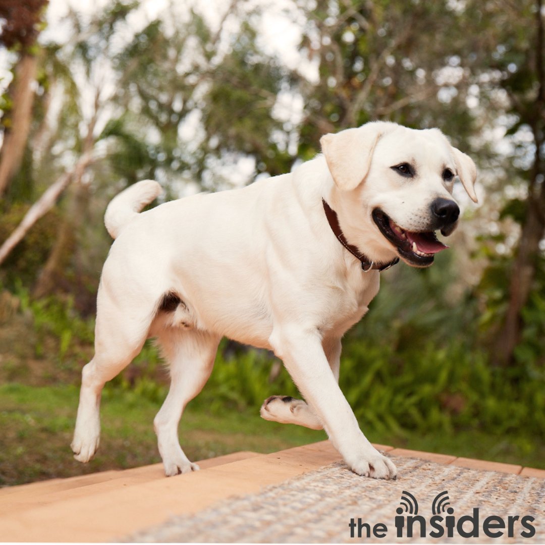 TheInsidersNet's tweet photo. You &amp; your pup will be so paw-leased with our upcoming campaign! 🐾

Can you guess what our next campaign will be? 
Hint: it helps makes this picture possible

Write your answers in the comments below and stay tuned for the big reveal in a few weeks!

#TheInsiders #productreview https://t.co/H4lJhFPIHb