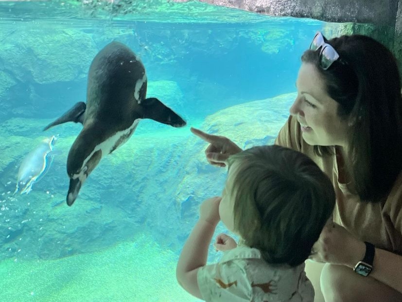 houstonzoo's tweet photo. Our Humboldt penguins are always ready for their close-up 🐧 See them in action inside our new Galápagos Islands exhibit. You might just get your perfect shot, too! Buy tickets for your weekend visit: https://t.co/PLg5pc5L8Q 

📸: Lauren W. https://t.co/drFR5ObaYl
