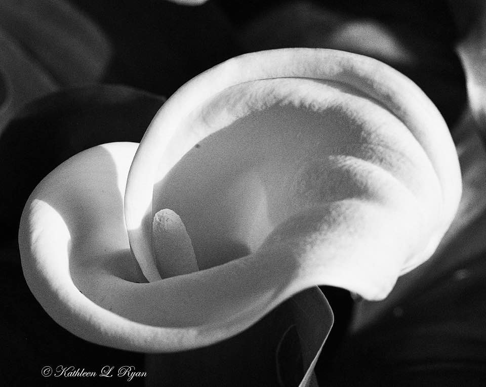 KathleenLRyan1's tweet photo. "Calla Lily Shadows" Photo © Kathleen L Ryan #blackandwhite #blackandwhitephoto #blackandwhitephotography #nature #naturephotography #naturephotographer #whitelily #gardenflower #garden
#gardenflower #calalily #lily #sunshadow #nature #naturephoto #naturalworld https://t.co/Nnbd2ijIGU