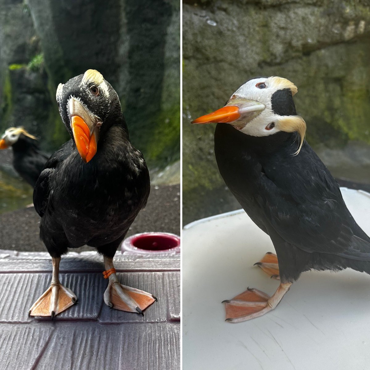 PtDefianceZoo's tweet photo. Check out the difference in just 25 days of Chicken the puffin’s plumage. Chicken is a 2-year-old tufted puffin. In early spring, tufted puffins’ beaks &amp; feet turn a vibrant orange for breeding season. They also get more white on their face and show off their amazing tufts. 🧡 https://t.co/lDGWX7T9j0