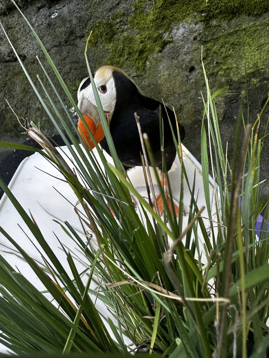 PtDefianceZoo's tweet photo. Check out the difference in just 25 days of Chicken the puffin’s plumage. Chicken is a 2-year-old tufted puffin. In early spring, tufted puffins’ beaks &amp; feet turn a vibrant orange for breeding season. They also get more white on their face and show off their amazing tufts. 🧡 https://t.co/lDGWX7T9j0