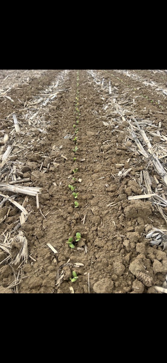 Banded Ag, LLC tweet media