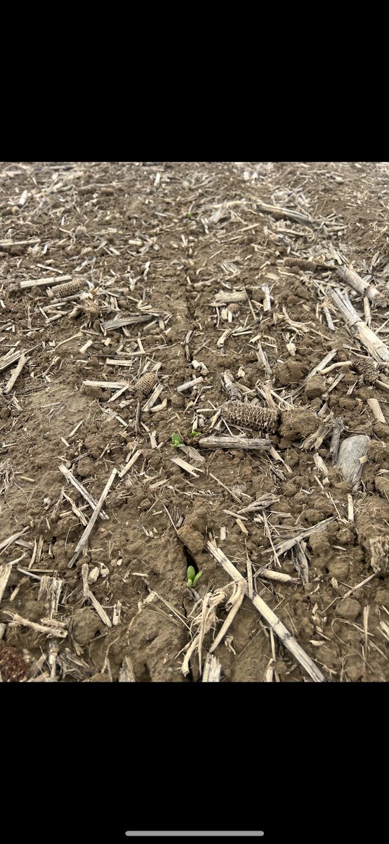 Banded Ag, LLC tweet media