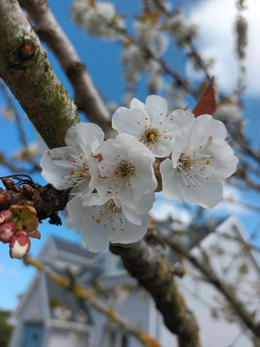 AudreyMilliner's tweet photo. I just adore this time of year and cherry blossoms are in bloom!  Its a joy to recreate them in silk to compliment my #couturemillinery designs. Photo: audreydoherty #cherryblossoms #artofflowermaking #artofmillinery #handmadeflowers #millineryireland #irelandinbloom https://t.co/pjcQq12TaB