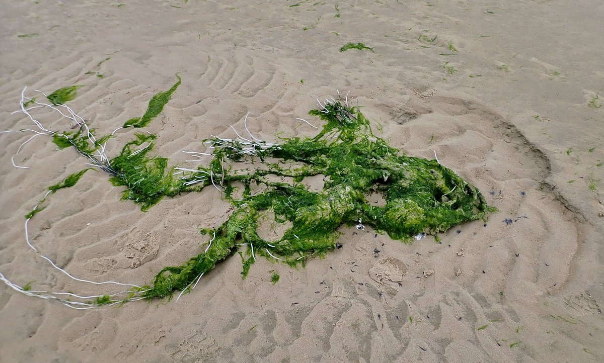 Once I've seen a great majestic fish that has died from ingesting great strings of plastic, I can't unsee it. I don't know where my mind is these days.