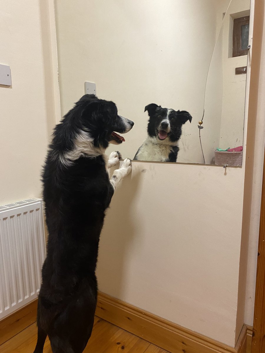 LadyscarlettNy's tweet photo. ‼️POR FAVOR TWITTER HAZ TU MAGIA ES URGENTE!!!🥺😢‼️ van a eutanasiarla mañana! No es un bulo. NECESITA ADOPCIÓN URGENTE!!! No puede estar con otros perros pero es UN AMOR. Es una hembra de Border Collie joven de unos 3 años. https://t.co/YERTRI57he