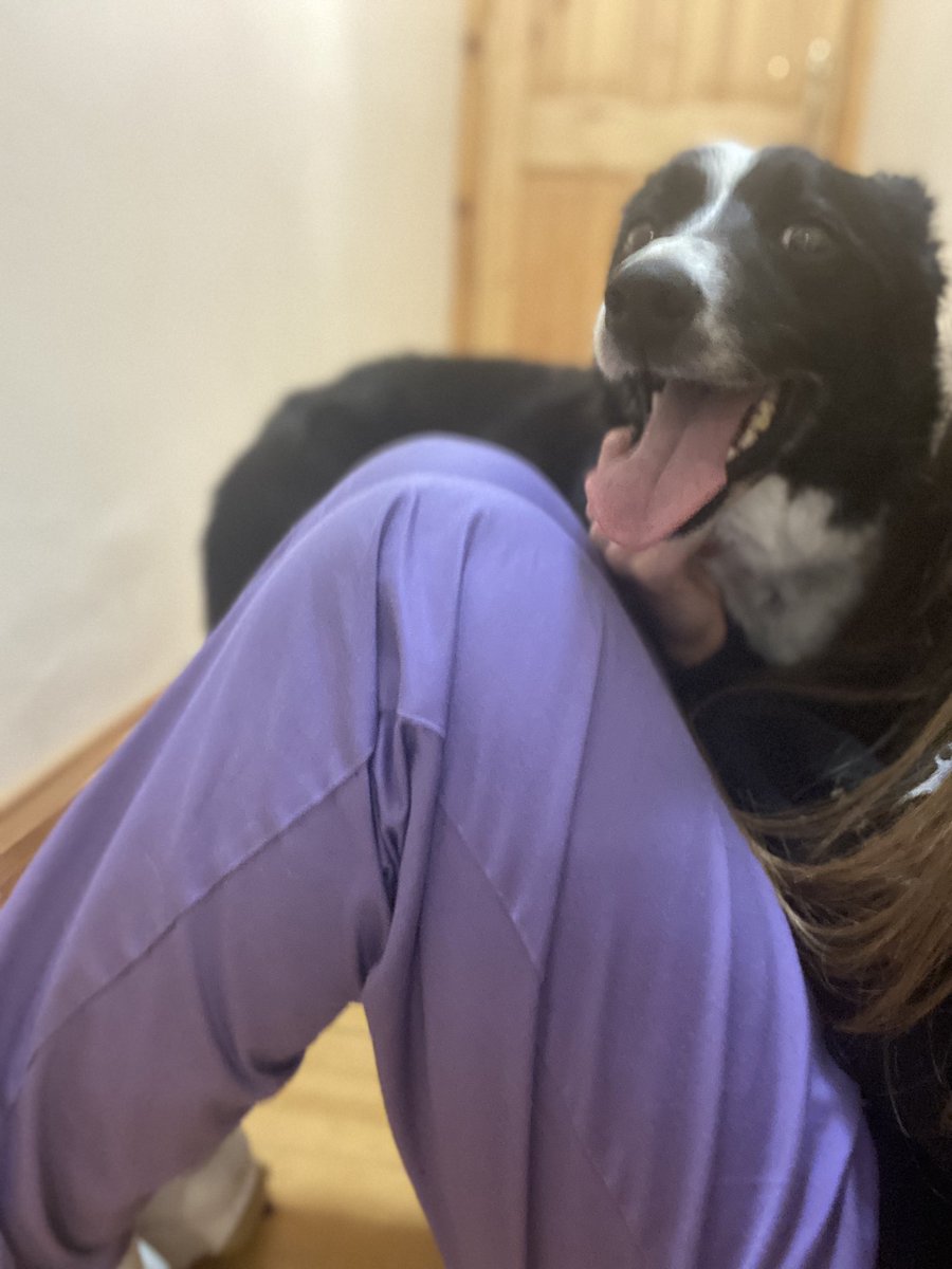 LadyscarlettNy's tweet photo. ‼️POR FAVOR TWITTER HAZ TU MAGIA ES URGENTE!!!🥺😢‼️ van a eutanasiarla mañana! No es un bulo. NECESITA ADOPCIÓN URGENTE!!! No puede estar con otros perros pero es UN AMOR. Es una hembra de Border Collie joven de unos 3 años. https://t.co/YERTRI57he