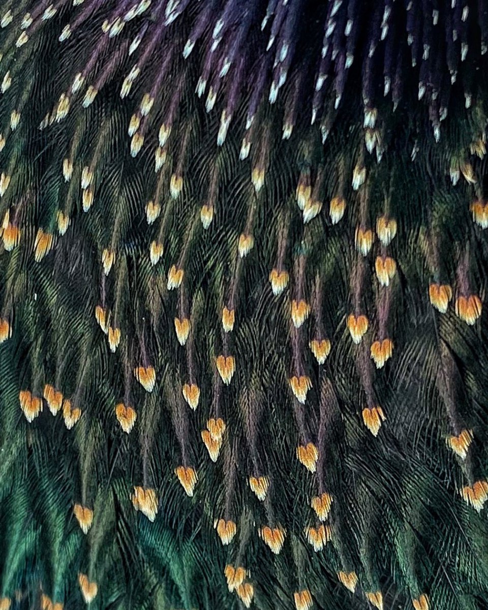 Starling feathers are speckled with hearts 💛